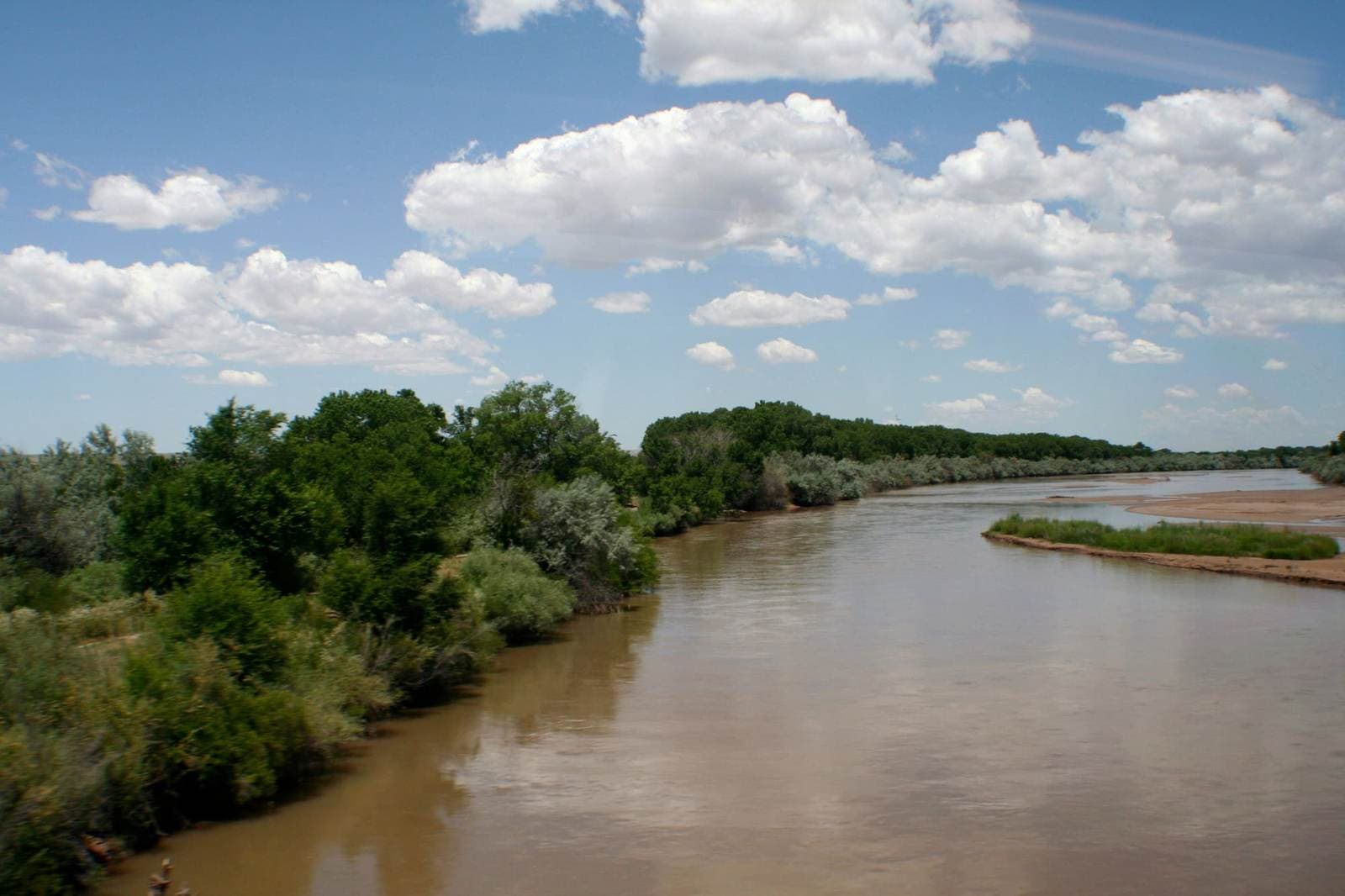 Bosque trees — the namesake landscape of Cottonwood Realty